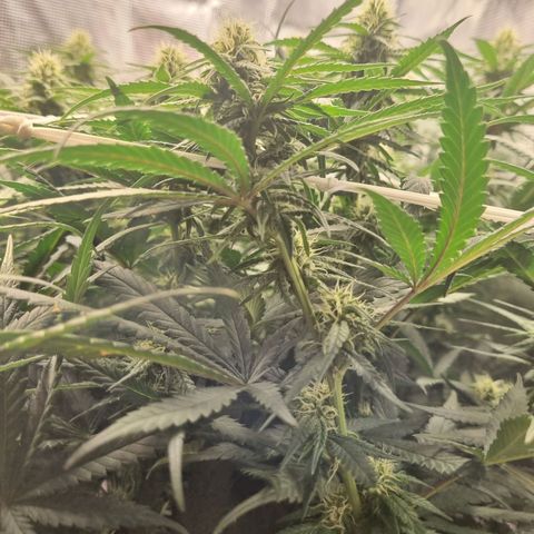 It's Brittney Biscotti Bitch growlog timeline photo