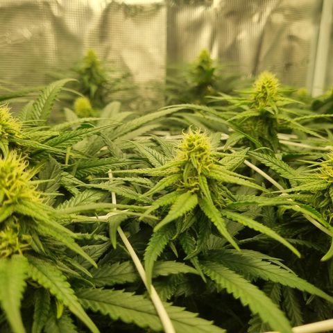 It's Brittney Biscotti Bitch growlog timeline photo