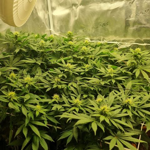 Her name's Bruciepoo growlog timeline photo