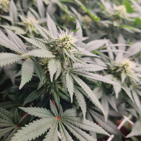 Her name's Bruciepoo growlog timeline photo