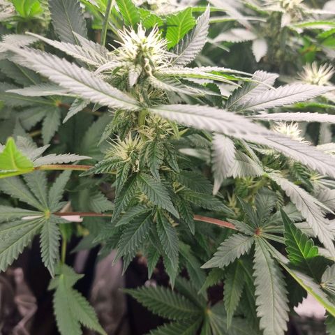 Her name's Bruciepoo growlog timeline photo