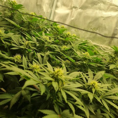 Her name's Bruciepoo growlog timeline photo