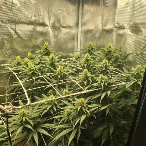 It's Brittney Biscotti Bitch growlog timeline photo