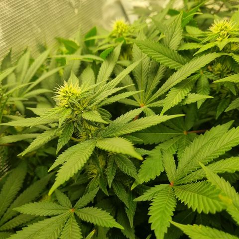Her name's Bruciepoo growlog timeline photo