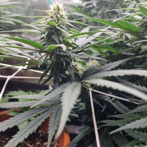 It's Brittney Biscotti Bitch growlog timeline photo