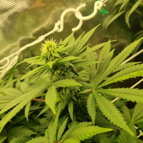 Her name's Bruciepoo growlog timeline photo