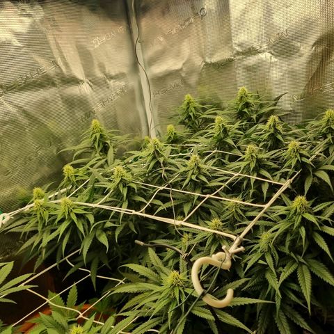 It's Brittney Biscotti Bitch growlog timeline photo
