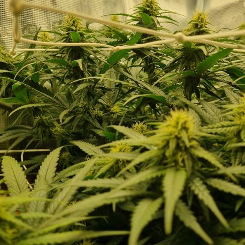 It's Brittney Biscotti Bitch growlog timeline photo
