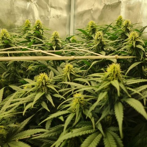 It's Brittney Biscotti Bitch growlog timeline photo