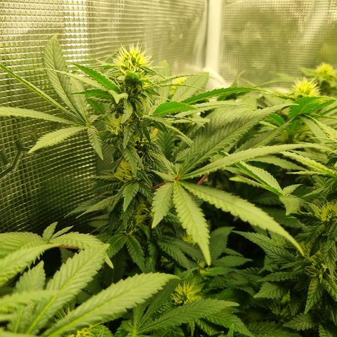Her name's Bruciepoo growlog timeline photo