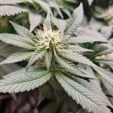 Her name's Bruciepoo growlog timeline photo
