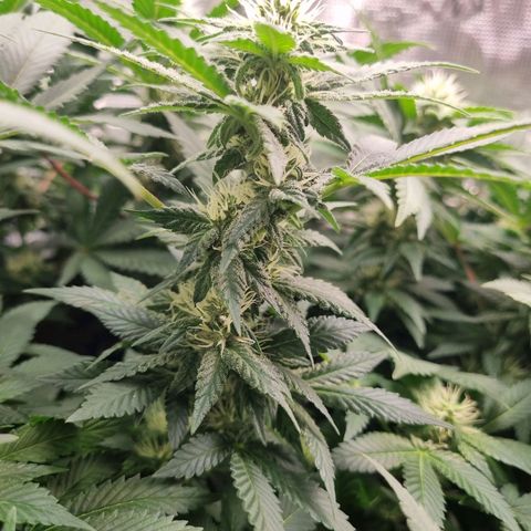 Her name's Bruciepoo growlog timeline photo