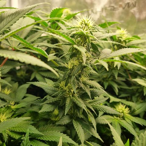Her name's Bruciepoo growlog timeline photo