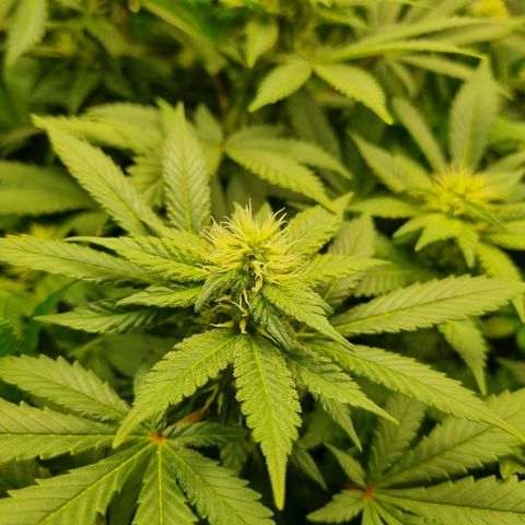 Her name's Bruciepoo growlog timeline photo
