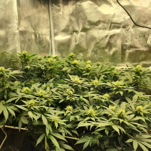 Her name's Bruciepoo growlog timeline photo