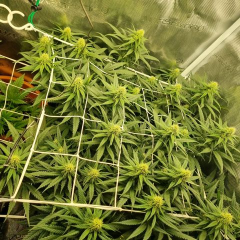 It's Brittney Biscotti Bitch growlog timeline photo