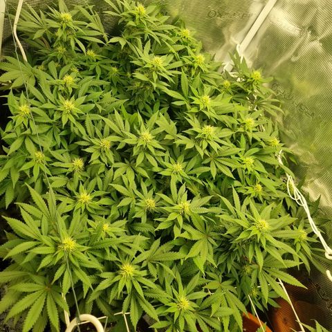 Her name's Bruciepoo growlog timeline photo