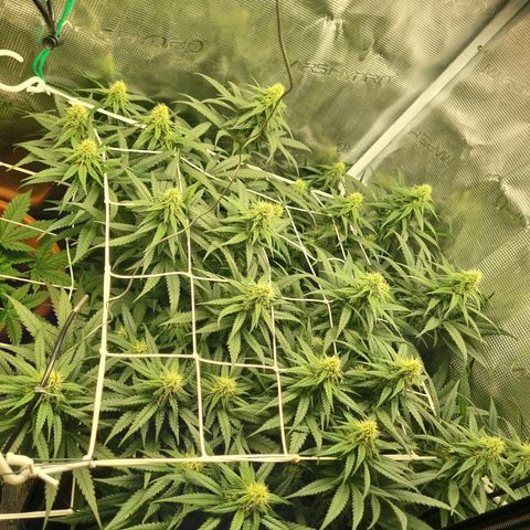 It's Brittney Biscotti Bitch growlog timeline photo