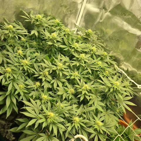 Her name's Bruciepoo growlog timeline photo