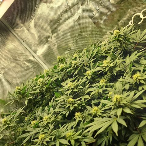 Her name's Bruciepoo growlog timeline photo