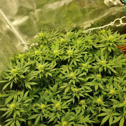 Her name's Bruciepoo growlog timeline photo