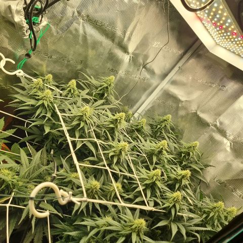 It's Brittney Biscotti Bitch growlog timeline photo