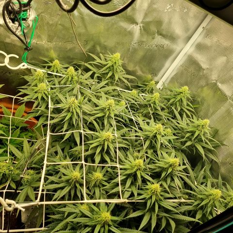 It's Brittney Biscotti Bitch growlog timeline photo
