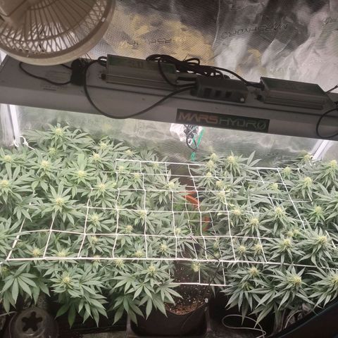 It's Brittney Biscotti Bitch growlog timeline photo