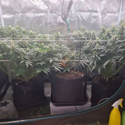 It's Brittney Biscotti Bitch growlog timeline photo