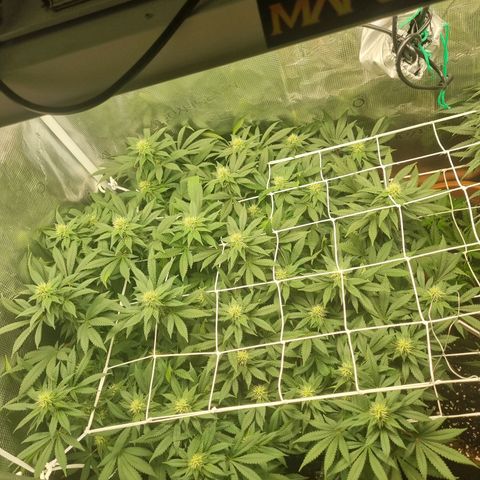 Her name's Bruciepoo growlog timeline photo