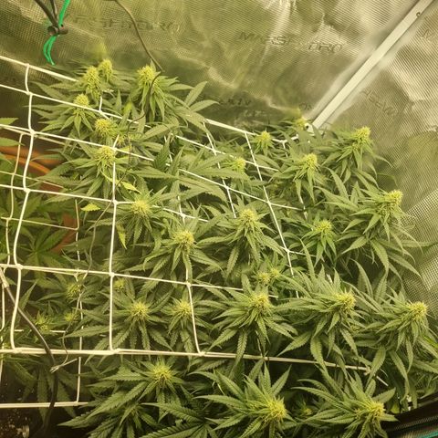 It's Brittney Biscotti Bitch growlog timeline photo