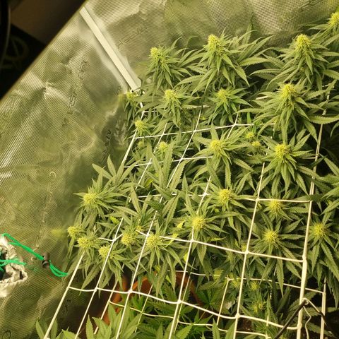 It's Brittney Biscotti Bitch growlog timeline photo