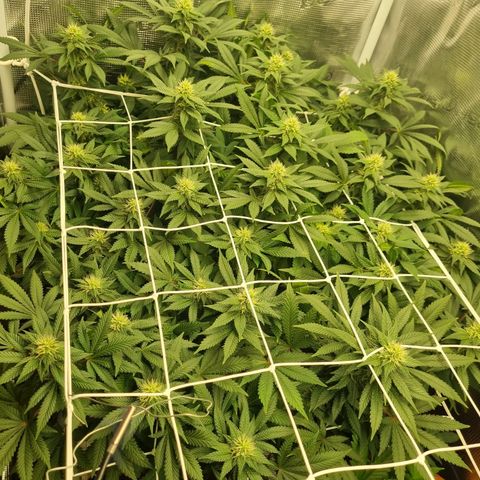 Her name's Bruciepoo growlog timeline photo