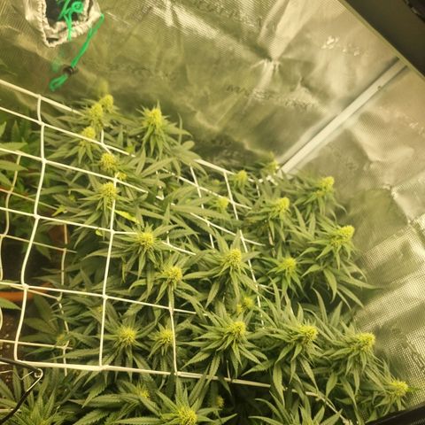 It's Brittney Biscotti Bitch growlog timeline photo