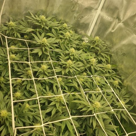 Her name's Bruciepoo growlog timeline photo