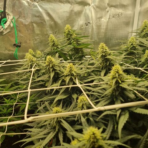 It's Brittney Biscotti Bitch growlog timeline photo