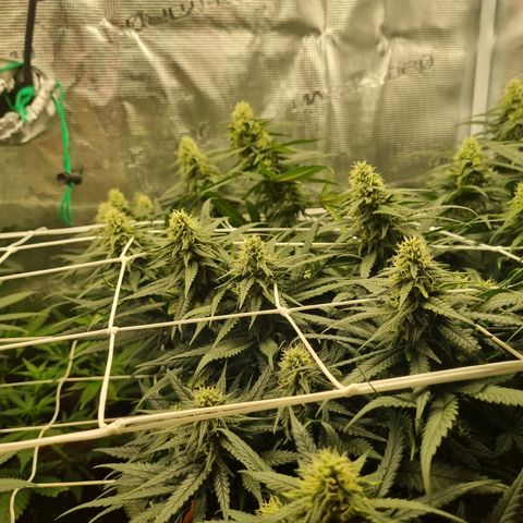 It's Brittney Biscotti Bitch growlog timeline photo