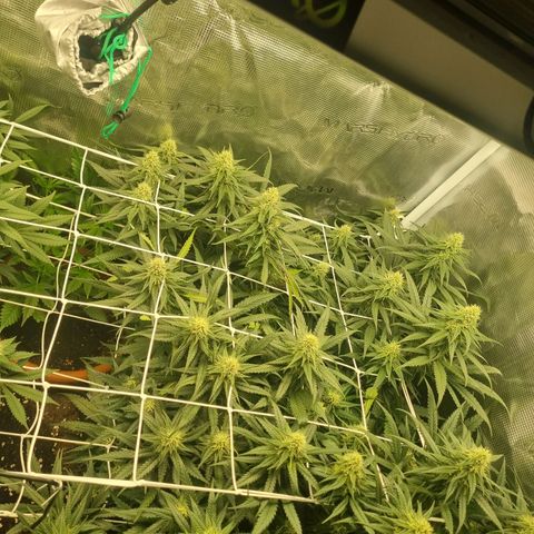 It's Brittney Biscotti Bitch growlog timeline photo