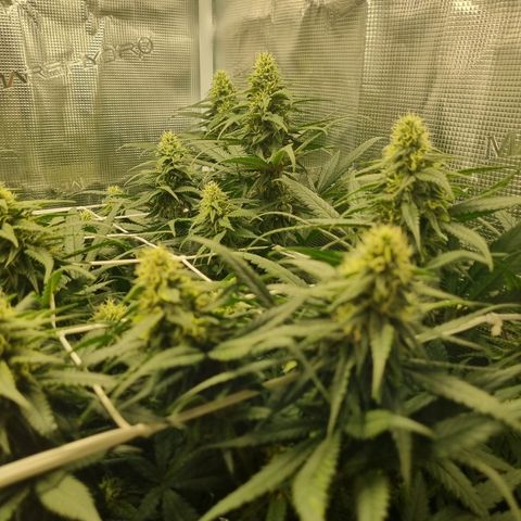 It's Brittney Biscotti Bitch growlog timeline photo