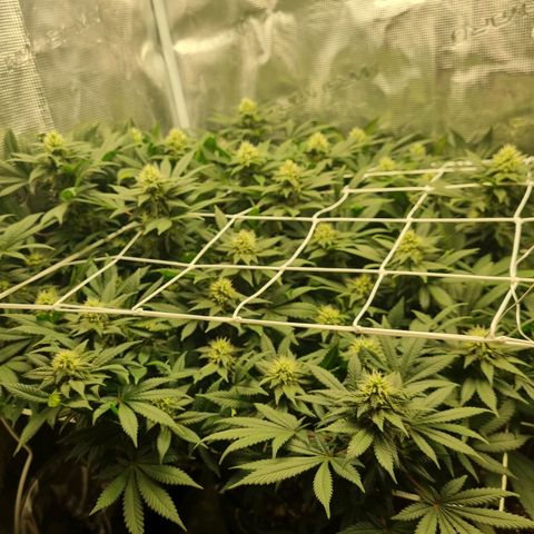 Her name's Bruciepoo growlog timeline photo