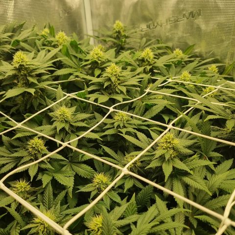 Her name's Bruciepoo growlog timeline photo