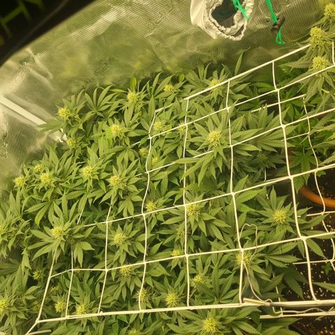 Her name's Bruciepoo growlog timeline photo
