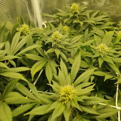 Her name's Bruciepoo growlog timeline photo