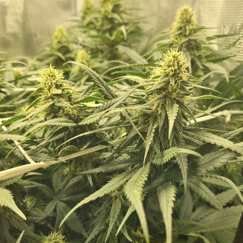 It's Brittney Biscotti Bitch growlog timeline photo