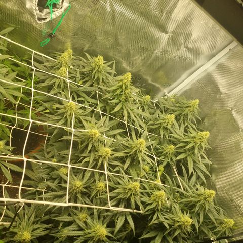 It's Brittney Biscotti Bitch growlog timeline photo