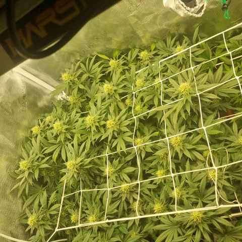 Her name's Bruciepoo growlog timeline photo
