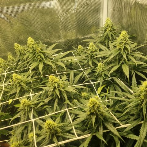 It's Brittney Biscotti Bitch growlog timeline photo