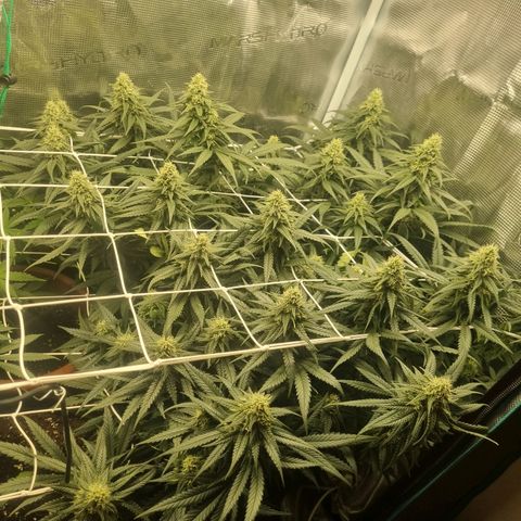 It's Brittney Biscotti Bitch growlog timeline photo