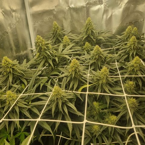 It's Brittney Biscotti Bitch growlog timeline photo