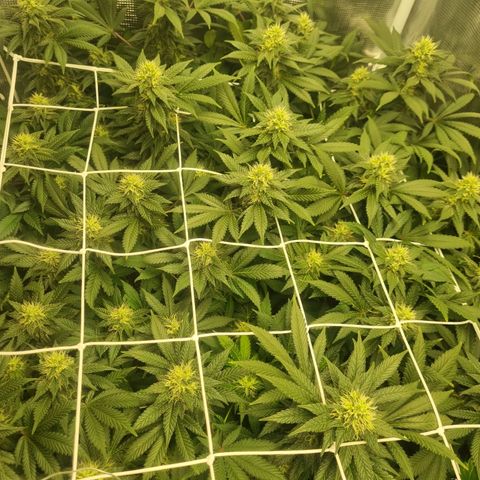 Her name's Bruciepoo growlog timeline photo
